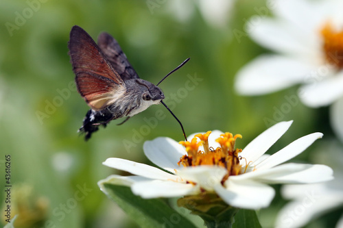 Fotoroleta kwiat koliber motyl