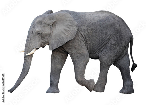 Fotoroleta zwierzę dziki słoń ssak
