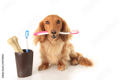 Fototapeta pies szczenię zwierzę