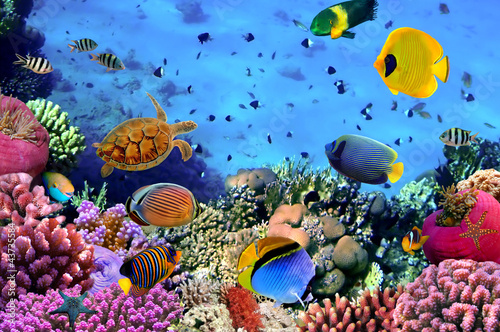 Naklejka bahamy podwodne raj woda