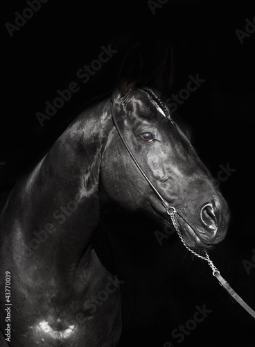 Naklejka jeździectwo portret koń piękny