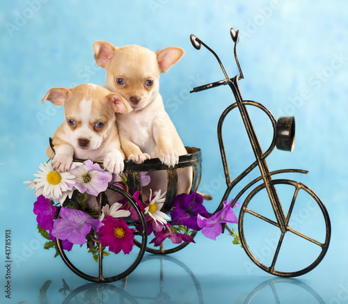 Fotoroleta Szczeniaki Chihuahua na rowerze i kwiaty