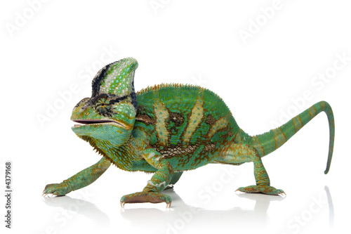Obraz na płótnie zwierzę kameleon gad carnivore