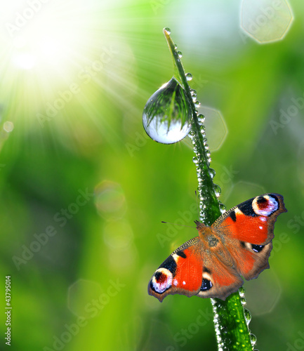 Fotoroleta spokojny słońce zwierzę natura ogród