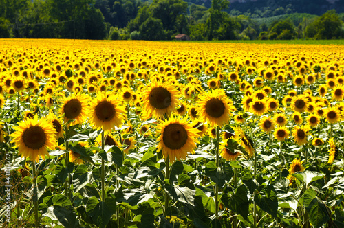 Naklejka rolnictwo francja lato słonecznik