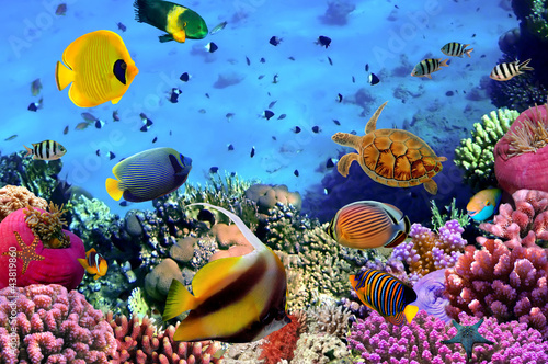 Fotoroleta karaiby tropikalny rafa podwodne
