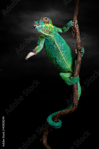 Fotoroleta gad kameleon egzotyczny portret