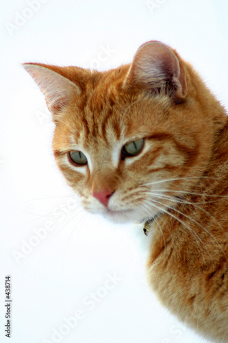 Plakat kot kociak zwierzę ładny