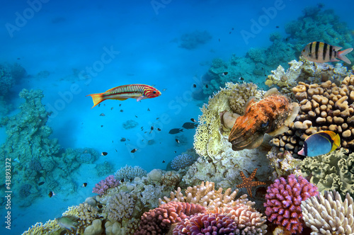 Fotoroleta podwodne natura ryba