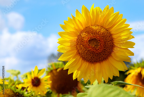 Naklejka kwiat słonecznik natura
