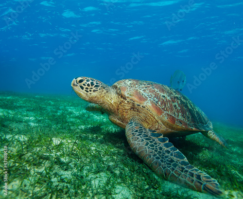 Fototapeta podwodny gad morze filipiny żółw