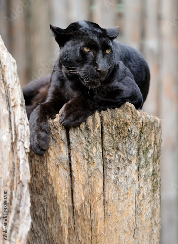 Fototapeta jaguar pantera portret ssak zwierzę
