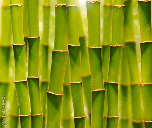 Obraz na płótnie roślina azjatycki bambus witalność natura