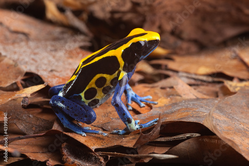 Fototapeta żaba zwierzę płaz tropikalny