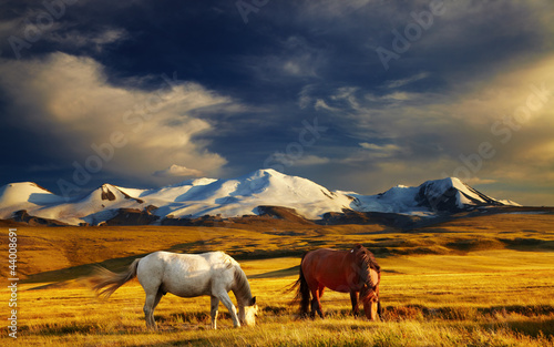 Naklejka krajobraz pastwisko piękny pejzaż zwierzę