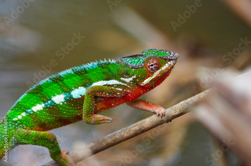 Fotoroleta las natura gad gałązka kameleon