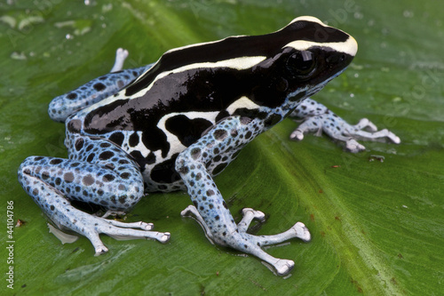 Fototapeta zwierzę żaba brazylia płaz