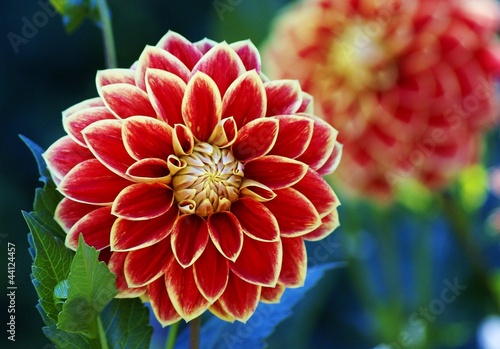 Fotoroleta roślina kwiat ogród egzotyczny dalia