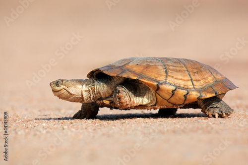 Fototapeta żółw natura zwierzę afryka oko