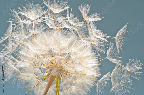 Plakat kwiat mniszek pyłek
