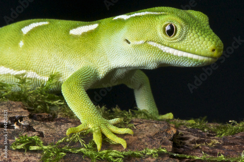Fototapeta gad mech drapieżnik miejscu gekko
