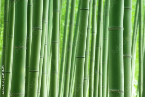 Fotoroleta bambus krajobraz roślina zielony