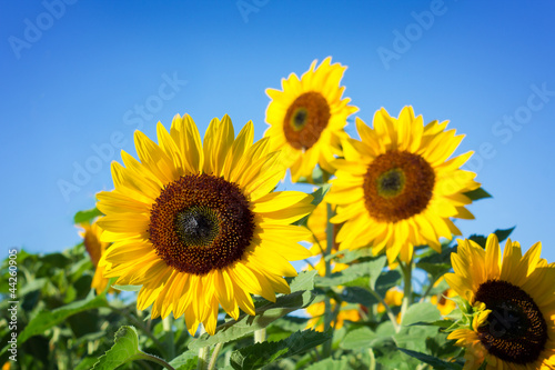 Fototapeta kwiat słońce niebo pole lato