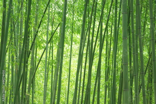 Naklejka bambus krajobraz roślina