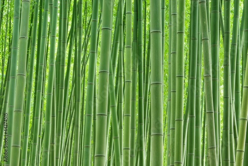 Naklejka roślina bambus krajobraz liść