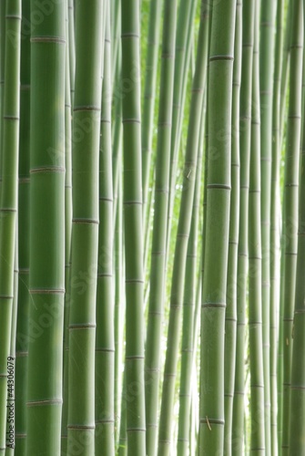 Naklejka bambus roślina krajobraz