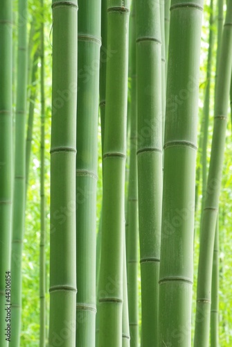 Obraz na płótnie japonia krajobraz roślina bambus