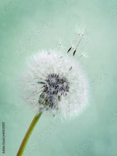 Fototapeta natura spokojny kwiat wzór trawa