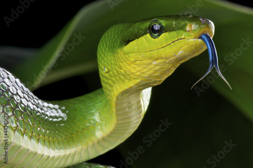 Obraz na płótnie indonezja wąż zwierzę azja wyspa
