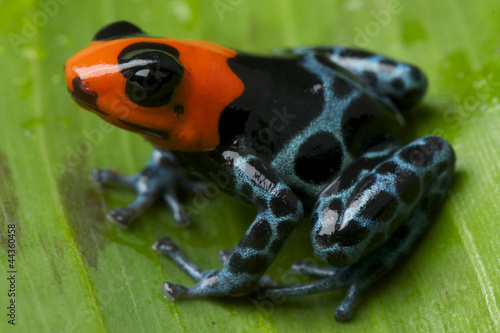 Obraz na płótnie żaba zwierzę płaz dzikość drapieżnik