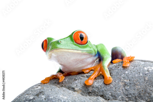 Obraz na płótnie oko płaz zwierzę żaba natura
