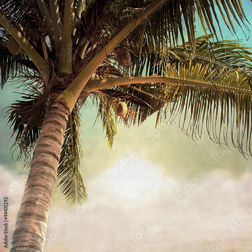 Obraz na płótnie brzeg drzewa raj hawaje