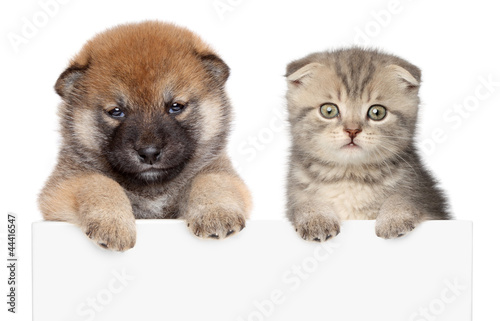 Fototapeta zwierzę portret pies kociak japoński