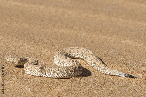 Naklejka wąż pustynia gad afryka