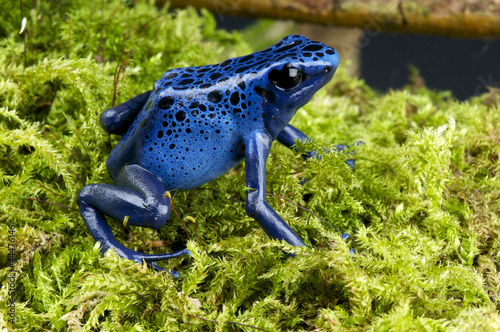Fototapeta brazylia płaz żaba las zwierzę