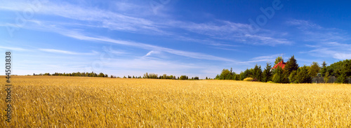 Fotoroleta zboże pastwisko niebo łąka trawa
