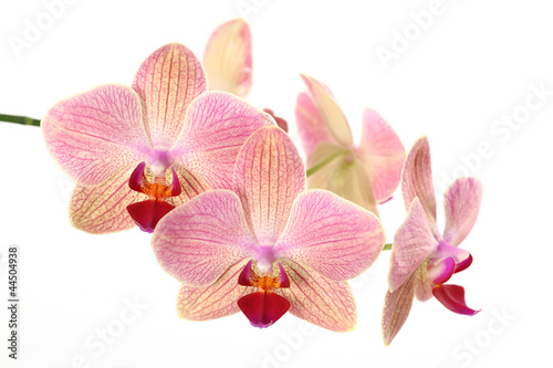 Plakat natura tropikalny egzotyczny roślina kwiat
