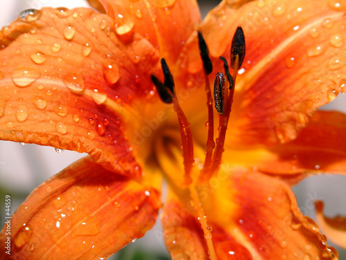 Fototapeta woda kwiat kropla liliowiec