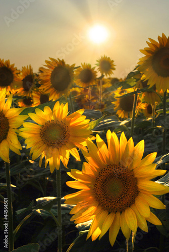 Obraz na płótnie słonecznik piękny roślina słońce lato