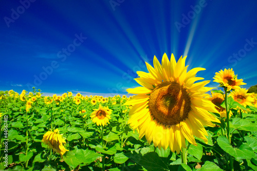 Plakat kwitnący wiejski wieś ładny słońce