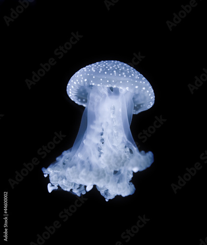 Fotoroleta ryba morze meduza żądło