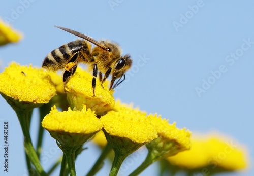 Naklejka stokrotka pyłek natura