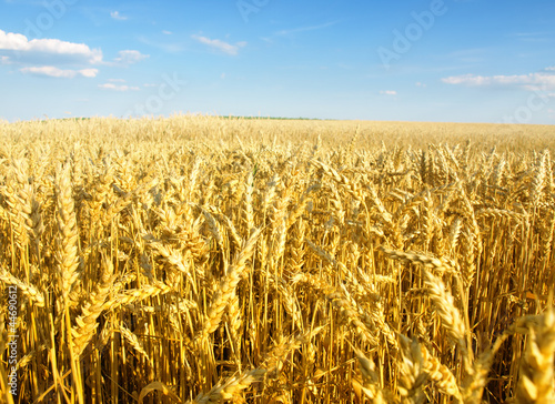 Obraz na płótnie pszenica rolnictwo zboże jedzenie pole