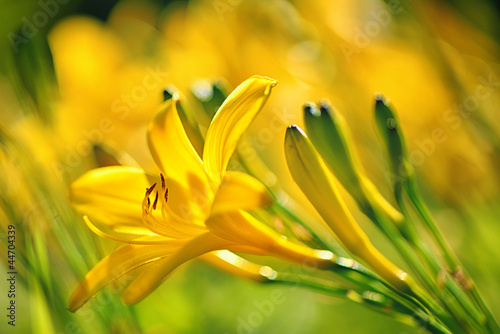 Fotoroleta stokrotka kwiat natura roślina