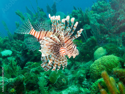 Naklejka piękny fauna natura egzotyczny morze