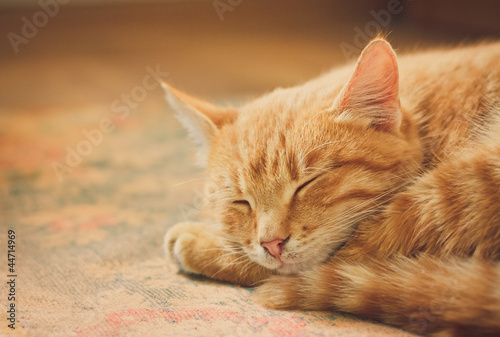 Fototapeta Rudy kot śpi